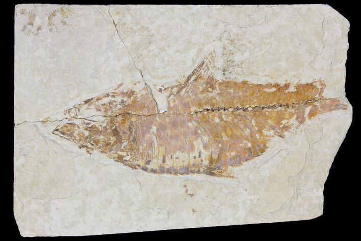 Bargain Fossil Fish (Knightia) - Wyoming #103896